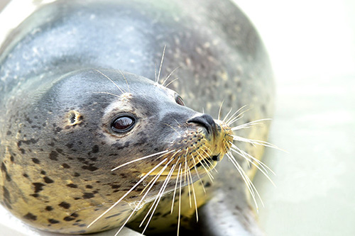 小樽水族館